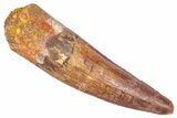 Fossil Spinosaurus Tooth - Real Dinosaur Tooth #382327-1